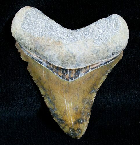 Uniquely Colored Megalodon Tooth - Sharp #5643